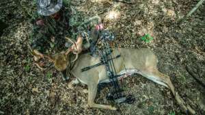 Bear Archery Missouri buck f4159788da6a13a05c7755e7e3b29890 191002 092502
