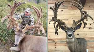 Collage velvet muley record f4159788da6a13a05c7755e7e3b29890 201015 212502