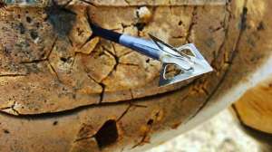 G5 broadhead in deer target f4159788da6a13a05c7755e7e3b29890 200413 082502