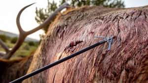 Rage broadhead with elk f4159788da6a13a05c7755e7e3b29890