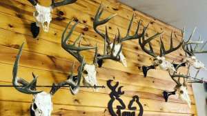 Antlers on wall f4159788da6a13a05c7755e7e3b29890 210603 112504