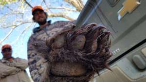 Cropped bear paw hunters credit Colleen Olfenbuttel NC Wildlife Resources Commission f4159788da6a13a05c7755e7e3b29890 240327 112503